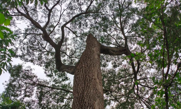 Árvore da Mata Santa Genebra