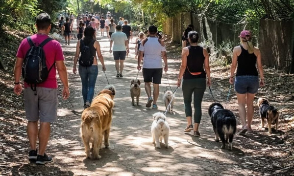 Caminhada com pets