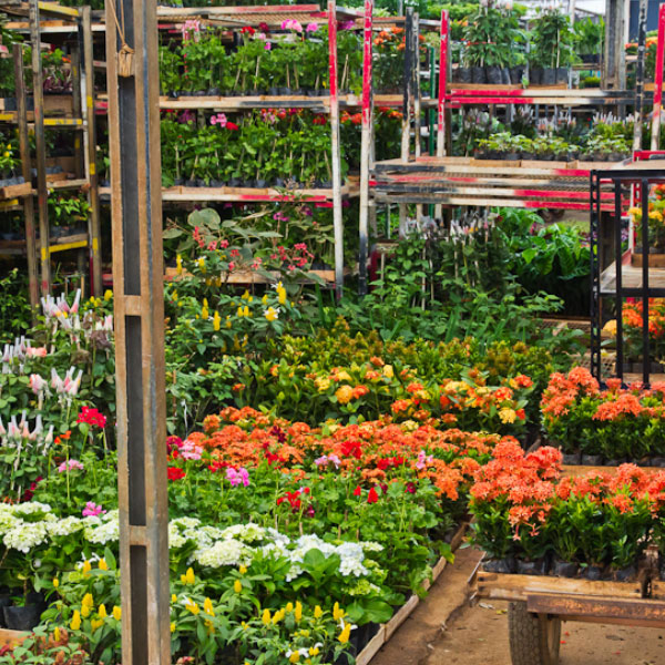 Campinas.com.br Floriculturas podem reabrir a partir desta quarta