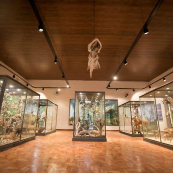 Museu de História Natural, no Bosque dos Jequitibás, foi repaginado Museu de História Natural, no Bosque dos Jequitibás, foi repaginado